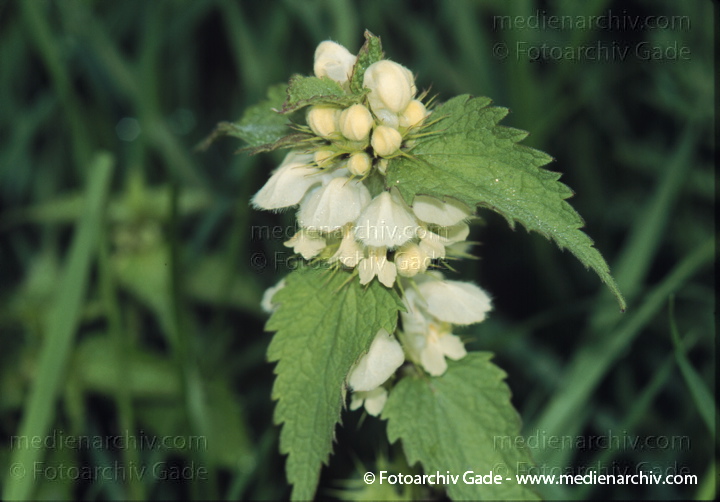 Weisse Taubnessel. Lamium album.
Mai 1999.   Flora. Pflanzen.  Weisse Taubnessel (Lamium album).   Lippenblütler (Lamiaceae). Höhe: 20 bis 50 cm. Blüte: März - November. Weisse Blüten
Schlüsselwörter: 1999;Flora;Lamium album;Pflanzen;plants;Taubnessel;Weisse Taubnessel