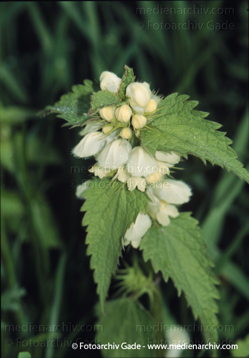 Weisse Taubnessel. Lamium album
Mai 1999.   Flora. Pflanzen.  Weisse Taubnessel (Lamium album).   Lippenblütler (Lamiaceae). Höhe: 20 bis 50 cm. Blütezeit: März - November. Weisse Blüten
Schlüsselwörter: Flora;Lamium album;Pflanzen;plants;Taubnessel;Weisse Taubnessel
