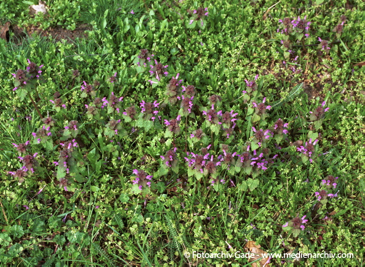 Rote Taubnessel. Lamium purpureum
21.  April 2002.  Berlin. Flora. Pflanzen. Lippenblütler. Rote Taubnessel  (Lamium purpureum)
Schlüsselwörter: 2002;Berlin;Blume;Blüte;Flora;Lamium purpureum;Lippenblütler;Pflanzen;plants;Rote Taubnessel;Taubnessel