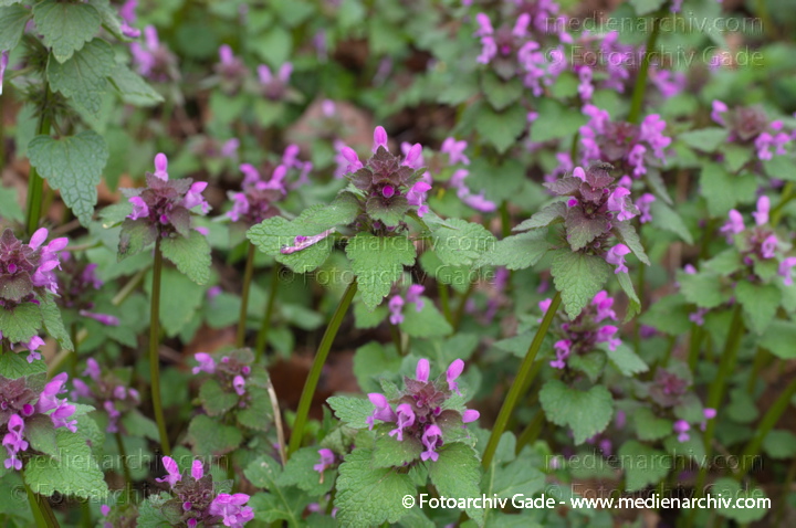 Taubnesseln (Lamium)
4. 4. 2014. Berlin. Flora. Pflanzen. Blühende Taubnesseln (Lamium)
Schlüsselwörter: 2014;Berlin;Blüte;Flora;Lamium;Pflanzen;Taubnesseln