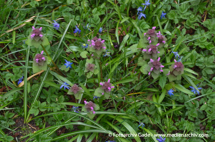 Taubnesseln (Lamium) und Blausterne
4. 4. 2014. Berlin. Flora. Pflanzen. Blühende Taubnesseln (Lamium) und Blausterne
Schlüsselwörter: 2014;Berlin;Blausterne;Blüte;Flora;Lamium;Pflanzen;Taubnesseln