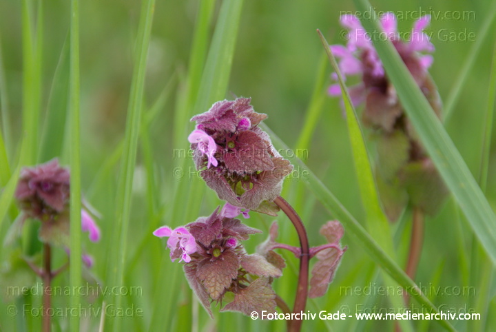 Taubnesseln (Lamium)
4. 5. 2014. Berlin. Flora. Pflanzen. Blühende Taubnesseln (Lamium)
Schlüsselwörter: 2014;Berlin;Blüte;Flora;Germany;Lamium;Pflanzen;Taubnesseln