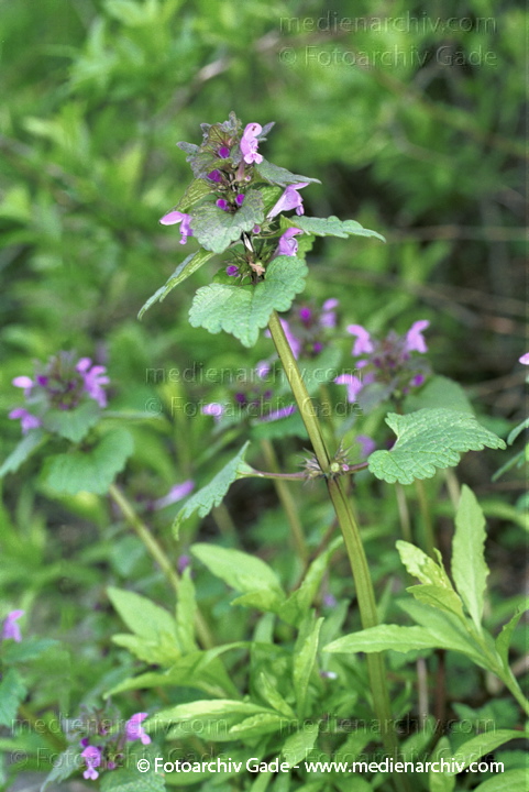 Purpurrote Taubnessel. Lamium purpureum ssp. purpureum
20.  April 2002.  Berlin. Flora. Pflanzen. Lippenblütengewächse. Purpurrote Taubnessel (Lamium purpureum ssp. purpureum).   Lippenblütler (Lamiaceae).
Schlüsselwörter: 2002;Berlin;Blume;Blumen;Blüte;Efeu-Gundermann;Flora;Glechoma hederacea;Gundelrebe;Gundermann;Lamium purpureum;Lippenblütengewächse;Natur;Pflanzen;plants;Purpurrote Taubnessel