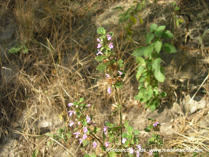 Purpurrote Taubnessel. Lamium purpureum ssp. purpureum
2002.  Berlin-Mitte. Wedding. Park. Flora. Pflanzen. Purpurrote Taubnessel (Lamium purpureum ssp. purpureum)Lippenblütengewächse. Gundelrebe, Gundermann, Efeu-Gundermann (Glechoma hederacea)
Schlüsselwörter: 2002;Berlin;Blume;Blumen;Blüte;Efeu-Gundermann;Flora;Glechoma hederacea;Gundelrebe;Gundermann;HeilPflanzen;Lamium purpureum;Lippenblütengewächse;Natur;Pflanze;Pflanzen;plants;Purpurrote Taubnessel