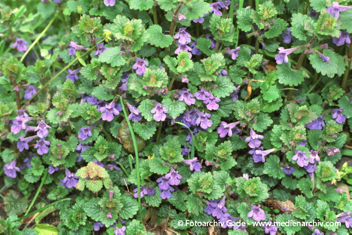 Purpurrote Taubnessel. Lamium purpureum ssp. purpureum
Mai 2002.  Berlin. Flora. Pflanzen. Lippenblütengewächse
Gundelrebe, Gundermann, Efeu-Gundermann (Glechoma hederacea)
Schlüsselwörter: 2002;Berlin;Blume;Blumen;Blüte;Efeu-Gundermann;Flora;Glechoma hederacea;Gundelrebe;Gundermann;HeilPflanzen;Lamium purpureum;Lippenblütengewächse;Natur;Pflanze;Pflanzen;plants;Purpurrote Taubnessel