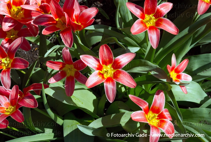 Tulpe. Tulipa spec.
26.  3. 2007. Berlin. Flora. Pflanzen. Frühling. Blüten. Tulpe (Tulipa spec.).   Liliengewächse (Liliaceae). Tulipa kaufmannia. Blumen.
Schlüsselwörter: 2007;Berlin;Blumen;Blüte;Flora;Liliaceae;Liliengewächse;Natur;Pflanzen;plants;Tulipa;Tulipa kaufmannia;Tulpen