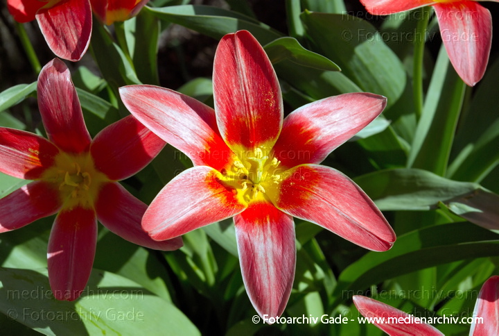 Tulpe. Tulipa spec.
26.  3. 2007. Berlin. Flora. Pflanzen. Frühling. Blüten. Tulpe (Tulipa spec.).   Liliengewächse (Liliaceae). Tulipa kaufmannia. Blumen.
Schlüsselwörter: 2007;Berlin;Blumen;Blüte;Flora;Liliaceae;Liliengewächse;Natur;Pflanzen;plants;Tulipa;Tulipa kaufmannia;Tulpen