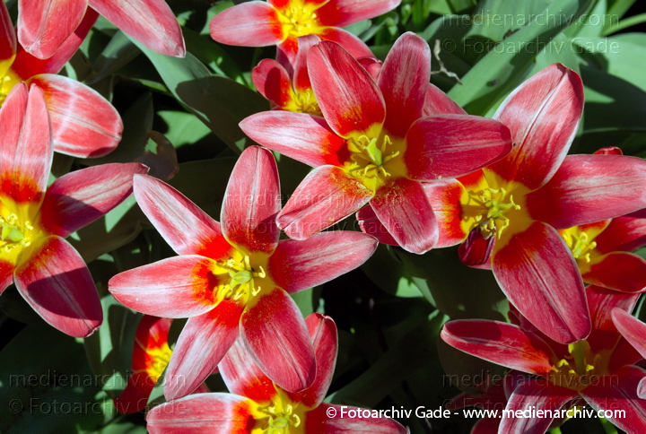 Tulpe. Tulipa spec.
26.  3. 2007. Berlin. Flora. Pflanzen. Frühling. Blüten. Tulpe (Tulipa spec.).   Liliengewächse (Liliaceae). Tulipa kaufmannia. Blumen.
Schlüsselwörter: 2007;Berlin;Blumen;Blüte;Flora;Liliaceae;Liliengewächse;Natur;Pflanzen;plants;Tulipa;Tulipa kaufmannia;Tulpen