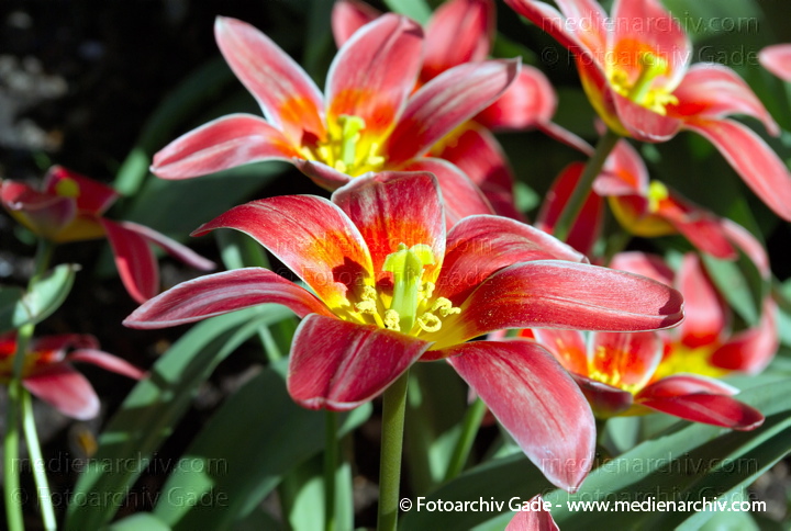 Tulpe. Tulipa spec.
26.  3. 2007. Berlin. Flora. Pflanzen. Frühling. Blüten. Tulpe (Tulipa spec.).   Liliengewächse (Liliaceae).
Schlüsselwörter: 2007;Berlin;Blume;Flora;Natur;Pflanzen;plants;Tulpe