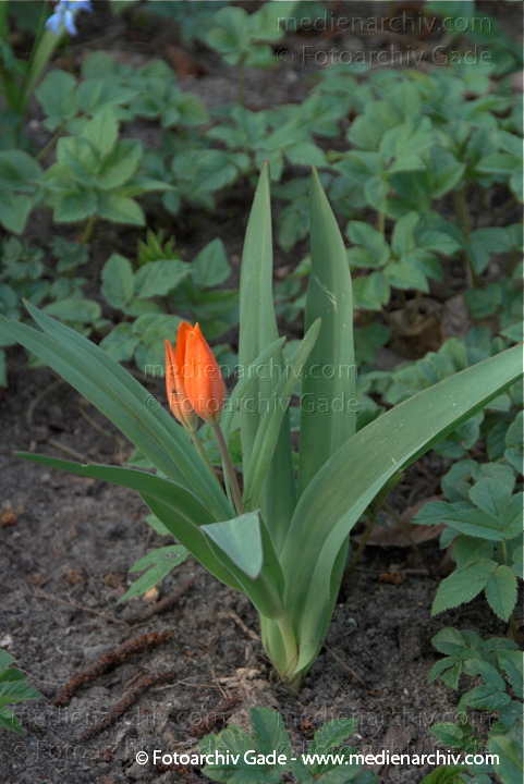 Tulpen (Tulipa)
2009.  Berlin. Frühling. Flora. Pflanzen. Blüten. Rote Tulpe. Tulpen (Tulipa)
Schlüsselwörter: 2009;Berlin;Blüte;Flora;Frühling;Natur;Pflanzen;plants;Tulipa;Tulpen