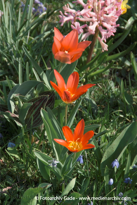 Tulpen (Tulipa)
10.  4. 2009. Brandenburg. Linum. Flora. Pflanzen. Tulpen (Tulipa)
Schlüsselwörter: 2009;Blüte;Brandenburg;Flora;Frühling;Linum;Natur;Pflanzen;plants;Tulipa;Tulpen