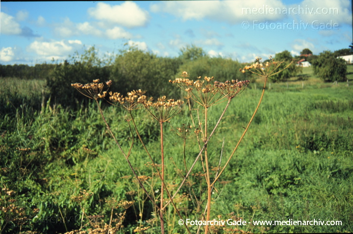 Doldenblütler oder Doldengewächse (Apiaceae oder Umbelliferae)
August 1996.  Mecklenburg-Vorpommern. Flora. Pflanzen. Doldenblütler oder Doldengewächse (Apiaceae oder Umbelliferae)
Schlüsselwörter: 1996;Apiaceae;Doldenblütler;Doldengewächse;Flora;Mecklenburg-Vorpommern;Pflanzen;plants;Umbelliferae