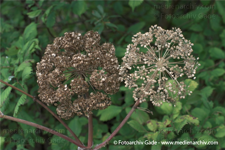 Doldenblütler oder Doldengewächse (Apiaceae oder Umbelliferae)
2.  8. 2009. Berlin. Wilmersdorf. Grunewald. Flora. Pflanzen. Doldenblütler oder Doldengewächse (Apiaceae oder Umbelliferae)
Schlüsselwörter: 2009;Apiaceae;Berlin;Doldenblütler;Doldengewächse;Flora;Grunewald;Natur;Pflanzen;plants;Umbelliferae;Wilmersdorf