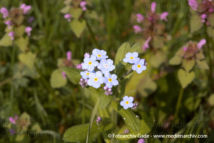 Acker - Vergißmeinnicht. Myosotis arvensis
7.  5. 2006. Berlin. Flora. Pflanzen.  Blüten. Raublattgewächse, Borretschgewächse.
Acker - Vergißmeinnicht (Myosotis arvensis)
Schlüsselwörter: 2006;Acker-Vergißmeinicht;Berlin;Blume;Blüte;Borretschgewächse;Flora;Myosotis arvensis;n;Pflanzen;plants;Raublattgewächse