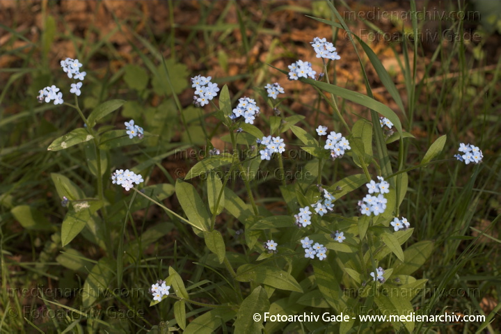 Acker - Vergißmeinnicht. Myosotis arvensis
7.  5. 2006. Berlin. Flora. Pflanzen.  Blüten. Raublattgewächse, Borretschgewächse.
Acker - Vergißmeinnicht (Myosotis arvensis)
Schlüsselwörter: 2006;Acker-Vergißmeinicht;Berlin;Blume;Blüte;Borretschgewächse;Flora;Myosotis arvensis;n;Pflanzen;plants;Raublattgewächse