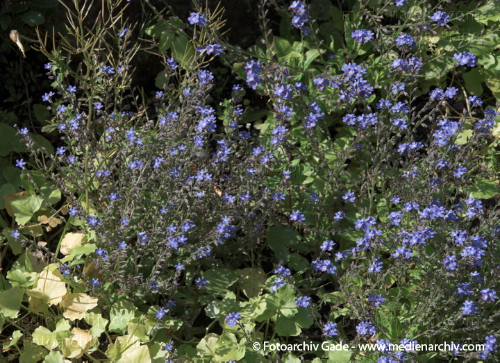 Vergissmeinnicht (Myosotis)
2009.  Flora. Pflanzen. Vergissmeinnicht (Myosotis)
Schlüsselwörter: 2009;Berlin;Flora;Myosotis;Natur;Pflanzen;plants;Vergissmeinnicht