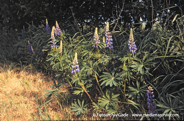 Vielblättrige Lupine. Lupina polyphyllus
1993.   Hemmoor. Flora. Pflanzen.  Vielblättrige Lupine (Lupina polyphyllus).   Schmetterlingsblütler (Fabaceae). Höhe: 60 bis 150 cm. Blütezeit: Mai bis Juli. Weisse. Blaue Blüten.
Schlüsselwörter: Flora;Pflanzen;plants