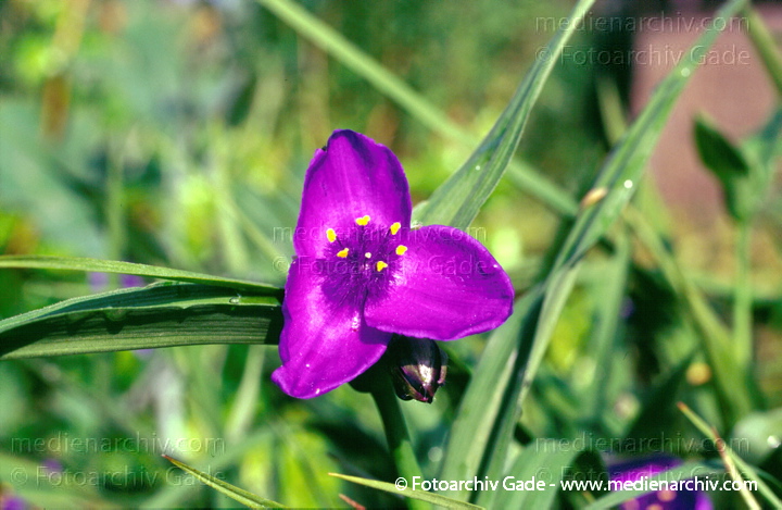 Flora Blumen. Lila-Blaue Blüten. Staude Commelinaceae
Juni 1997.  Flora Pflanze. Blumen. Lila-Blaue Blüten. Staude Commelinaceae. Virginia-Dreimasterblume (Tradescantia virginiana) Commelinagewächse (Commelinaceae)
Schlüsselwörter: 1997;Blüte;Commelinaceae;Flora;Garten-Tradeskantie;Gartentradeskantie;Natur;Pflanzen;plants;Virginia-Dreimasterblume;Wasserranke
