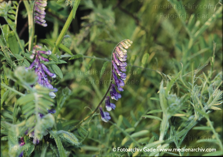 Vogel-Wicke. Vicia craccs
Juni 1999.   Flora. Pflanzen.  Vogel-Wicke (Vicia cracca).   Schmetterlingsblütler (Fabaceae). Höhe: 20 bis 150 cm. Blütezeit: Juni bis August
Schlüsselwörter: Flora;Pflanzen;plants;Vogel-Wicke