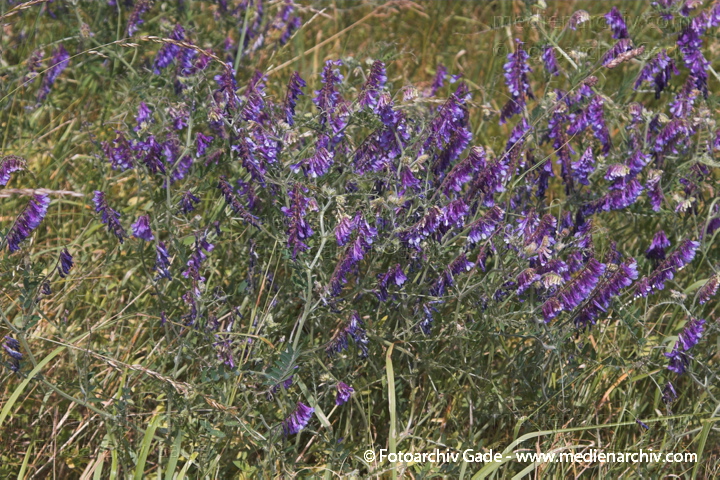 Vogel-Wicke. Vicia craccs
21 Juni 2005.  Mecklenburg-Vorpommern. Carwitz. Flora. Pflanzen.  Vogel-Wicke  (Vicia cracca).   Schmetterlingsblütler (Fabaceae)
Schlüsselwörter: 2005;Blune;Blüte;Flora;Mecklenburg-Vorpommern;Pflanzen;plants;Schmetterlingsblütengewächse;Strauch;Sträuche