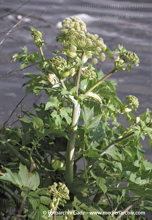 Wald-Engelwurz. Angelica sylvestris
15.  Mai 2002. Berlin. Flora. Pflanze.  Doldengewächse. Wald-Engelwurz (Angelica sylvestris).   Doldenblütler (Apiaceae).
Schlüsselwörter: 2002;Berlin;Blume;Blumen;Blüte;Doldengewächse;Engelwurz;Flora;Giftig;Heracleum mantegazzianum;Herkulesstaude;Natur;Pflanzen;plants