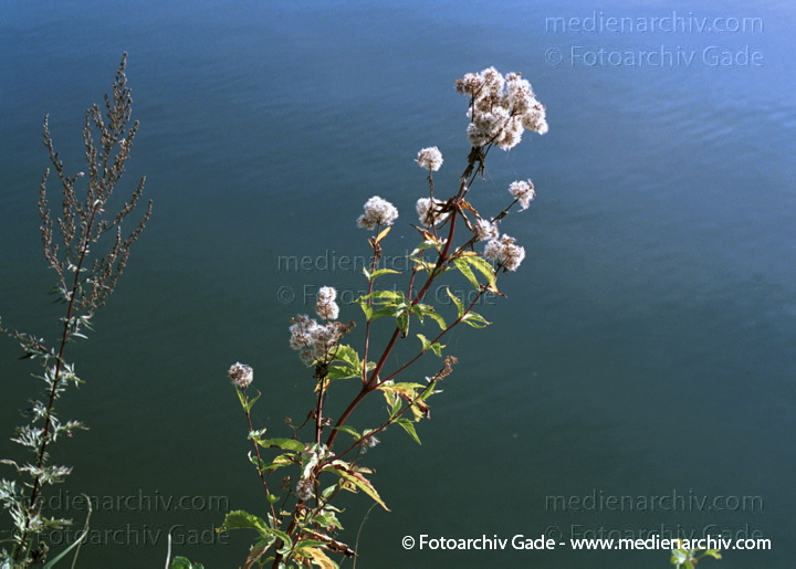 Wasserdost. Eupatorium
Oktober 2001.   Flora. Pflanzen.  Gewöhnlicher Wasserdost (Eupatorium cannabium).   Korbblütler (Asteraceae). Höhe: 50 bis 175 cm. Blütezeit: Juli bis September. Rosa Blüten.
Schlüsselwörter: 2001;Flora;Pflanzen;plants;Wasserdost