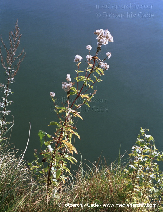 Wasserdost. Eupatorium
Oktober 2001.   Flora. Pflanzen.  Gewöhnlicher Wasserdost (Eupatorium cannabium).   Korbblütler (Asteraceae). Höhe: 50 bis 175 cm. Blütezeit: Juli bis September. Rosa Blüten.
Schlüsselwörter: 2001;Flora;Pflanzen;plants;Wasserdost
