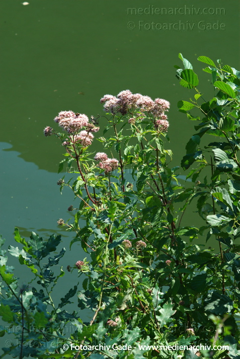 Wasserdost. Eupatorium auch Wasserhanf
15.  7. 2007. Berlin. Flora. Pflanzen. Wasserdost (Eupatorium), auch Wasserhanf. Korbblütler (Asteraceae)
Schlüsselwörter: 2007;Berlin;Blüte;Eupatorium;Flora;Natur;Pflanzen;plants;Wasserdost;Wasserhanf