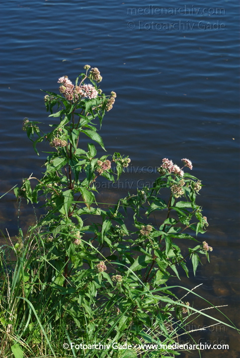 Wasserdost. Eupatorium auch Wasserhanf
15.  7. 2007. Berlin. Flora. Pflanzen. Wasserdost (Eupatorium), auch Wasserhanf. Korbblütler (Asteraceae)
Schlüsselwörter: 2007;Berlin;Blüte;Eupatorium;Flora;Natur;Pflanzen;plants;Wasserdost;Wasserhanf