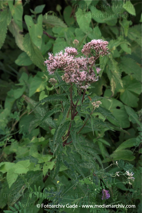 Wasserdost. Eupatorium
19.  7. 2009. Brandenburg. Linum. Flora. Pflanzen. Blüten. Gewöhnlicher Wasserdost (Eupatorium cannabinum)   Korbblütler
Schlüsselwörter: 2009;Blüte;Brandenburg;Eupatorium cannabinum;Flora;Linum;Pflanzen;plants;Wasserdost