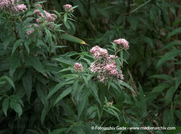 Wasserdost. Eupatorium
19.  7. 2009. Brandenburg. Linum. Flora. Pflanzen. Blüten. Gewöhnlicher Wasserdost (Eupatorium cannabinum)   Korbblütler
Schlüsselwörter: 2009;Blüte;Brandenburg;Eupatorium cannabinum;Flora;Linum;Pflanzen;plants;Wasserdost