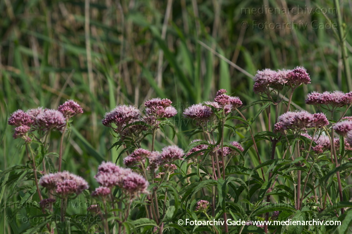 Wasserdost. Eupatorium
15.  7. 2012. Brandenburg. Flora. Pflanzen. Wasserdost (Eupatorium), auch Wasserhanf oder Kunigundenkraut (Eupatorium cannabinum), Familie  Korbblütler (Asteraceae).
Schlüsselwörter: 2012;Brandenburg;Eupatorium;Flora;Pflanzen;plants;Wasserdost