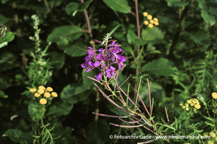 Schmalblättriges Weidenröschen. Epilobium angustifolium
August 2001.   Flora. Pflanzen.  Schmalblättriges Weidenröschen (Epilobium angustifolium).   Nachtkerzengewächse (Onagraceae). Höhe: 10 bis 80 cm. Blütezeit: Juni - August. Rosa Blüten.
Schlüsselwörter: 2001;Flora;Pflanzen;plants;Schmalblättriges Weidenröschen;Weidenröschen