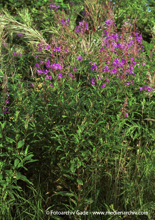 Schmalblättriges Weidenröschen. Epilobium angustifolium
August 2001.   Flora. Pflanzen.  Schmalblättriges Weidenröschen (Epilobium angustifolium).   Nachtkerzengewächse (Onagraceae). Höhe: 10 bis 80 cm. Blütezeit: Juni - August. Rosa Blüten.
Schlüsselwörter: 2001;Flora;Pflanzen;plants;Schmalblättriges Weidenröschen;Weidenröschen