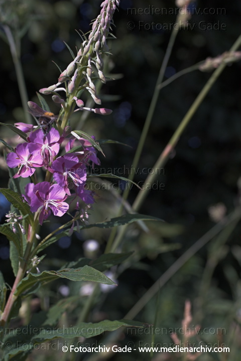 Schmalblättriges Weidenröschen. Epilobium angustifolium
25.  Juni 2005. Hemmoor. Pflanzen. Flora. Blumen. Schmalblättriges Weidenröschen (Epilobium angustifolium).   Nachtkerzengewächse (Onagraceae).
Schlüsselwörter: 2005;Blüte;Flora;Pflanzen;plants;Schmalblättriges Weidenröschen E