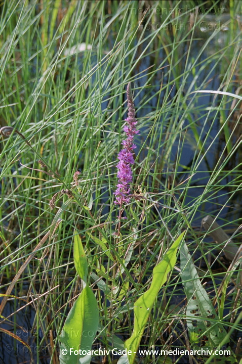 Blutweideriche oder Weideriche (Lythrum)
13.  7. 2001.  Brandenburg.  Flora. Pflanzen. Blutweideriche oder Weideriche (Lythrum)
Schlüsselwörter: 2001;2010;Blutweideriche;Brandenburg;Flora;Lythrum;Natur;Pflanzen;plants;Weideriche