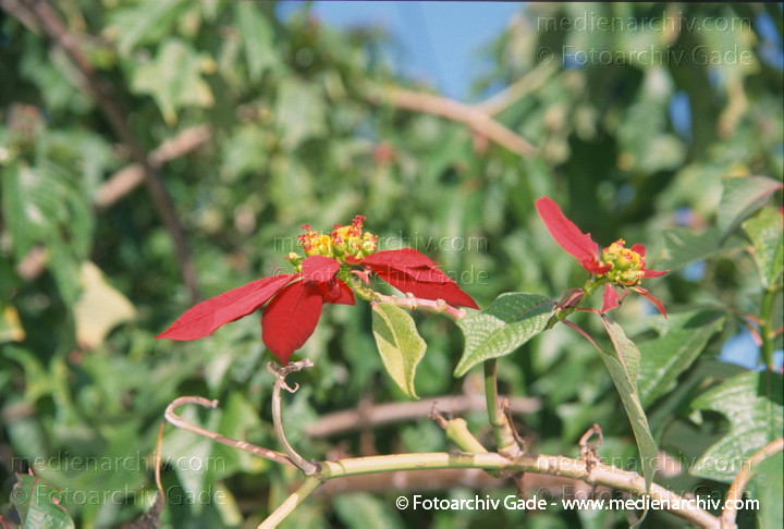 Weihnachtsstern. Euphorbia pulcherrims
November 2000.  Spanien. Andalusien. Almunecar. Flora. Pflanzen. Strauch. Sträucher. Weihnachtsstern (Euphorbia pulcherrima)    Wolfsmilchgewächse (Euphorbiaceae)
Schlüsselwörter: 2000;Almunecar;Andalusien;Euphorbia pulcherrima;Euphorbiaceae;Flora;Pflanzen;plants;Spanien;Weihnachtsstern;Wolfsmilchgewächse