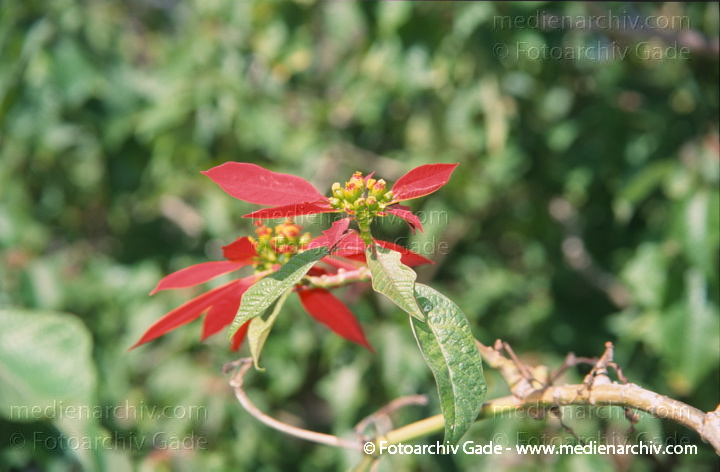 Weihnachtsstern. Euphorbia pulcherrims
November 2000.  Spanien. Andalusien. Almunecar. Flora. Pflanzen. Strauch. Sträucher. Weihnachtsstern (Euphorbia pulcherrima)    Wolfsmilchgewächse (Euphorbiaceae)
Schlüsselwörter: 2000;Almunecar;Andalusien;Euphorbia pulcherrima;Euphorbiaceae;Flora;Pflanzen;plants;Spanien;Weihnachtsstern;Wolfsmilchgewächse