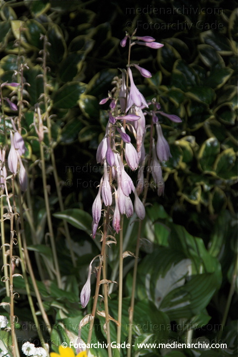 Weißrand-Funkie. Hosta sieboldii
11.  7. 2009. Niedersachsen. Hemmoor. Flora. Pflanzen. Weißrand-Funkie. Hosta sieboldii
Schlüsselwörter: 2009;Flora;Hemmoor;Hosta sieboldii;Natur;Niedersachsen;Pflanzen;plants;Weißrand-Funkie