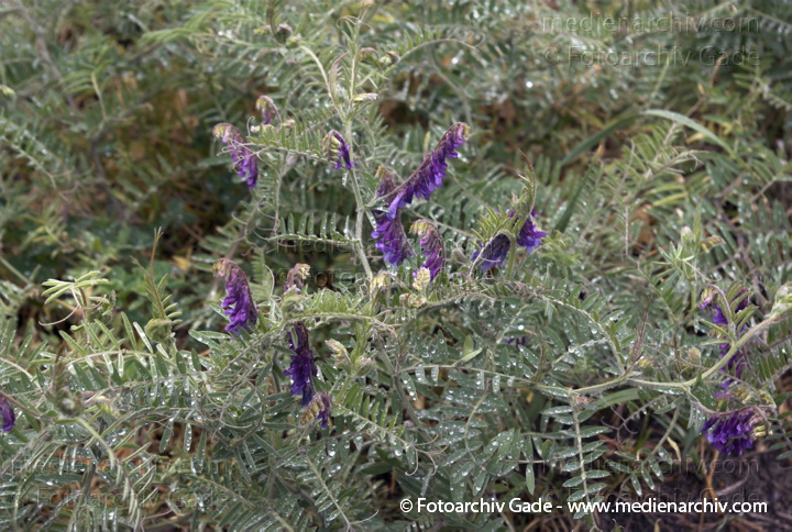 Wicke. Vicia spec.
17.  5. 2007. Berlin. Flora. Pflanzen. Wicke (Vicia spec.).   Schmetterlingsblütler (Fabaceae).
Schlüsselwörter: 2007;Berlin;Flora;Pflanzen;plants;Vicia spec.;Wicke