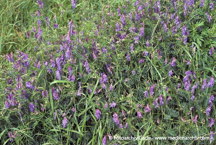 Wicke. Vicia spec.
26.  6. 2007. Mecklenburg-Vorpommern. Carwitz. Flora. Pflanzen. Blüten. Wicke (Vicia spec.).   Schmetterlingsblütler (Fabaceae).
Schlüsselwörter: 2007;Blüte;Carwitz;Flora;Mecklenburg-Vorpommern;Pflanzen;plants