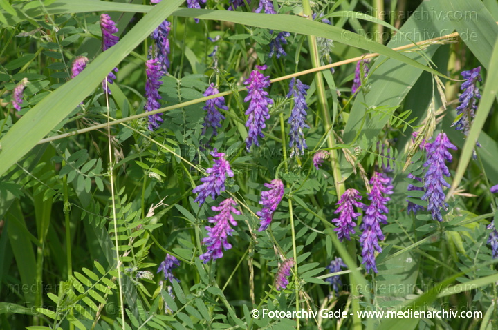 Linum.  Vogel-Wicke. Vicia craccs
23.  6. 2012. 2012. Brandenburg. Linum. Flora. Pflanzen. Vogel-Wicke (Vicia cracca) ,Schmetterlingsblütler (Faboideae),  Hülsenfrüchtler (Fabaceae)
Schlüsselwörter: 2012;Brandenburg;Fabaceae;Flora;Hülsenfrüchtler;Linum;Pflanzen;plants;Rhinluch;Ruppiner Land;Vicia;vicia cracca;Vogel-Wicke;Wicken