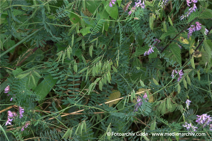  
19.  7. 2009. Brandenburg. Linum. Flora. Pflanzen. Blüten. Wicke. Vicia.   Hülsenfrüchtler (Fabaceae) Gattung: Wicken (Vicia)
Schlüsselwörter: 2009;Blüte;Brandenburg;Flora;Hülsenfrüchtler;Linum;Pflanzen;plants;Vicia;Wicken
