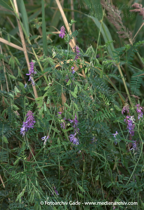  
19.  7. 2009. Brandenburg. Linum. Flora. Pflanzen. Blüten. Wicke. Vicia.   Hülsenfrüchtler (Fabaceae) Gattung: Wicken (Vicia)
Schlüsselwörter: 2009;Blüte;Brandenburg;Flora;Hülsenfrüchtler;Linum;Pflanzen;plants;Vicia;Wicken