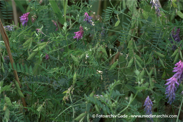  
19.  7. 2009. Brandenburg. Linum. Flora. Pflanzen. Blüten. Wicke. Vicia.   Hülsenfrüchtler (Fabaceae) Gattung: Wicken (Vicia)
Schlüsselwörter: 2009;Blüte;Brandenburg;Flora;Hülsenfrüchtler;Linum;Pflanzen;plants;Vicia;Wicken