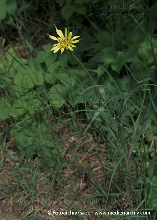 Wiesen-Bocksbart. Tragopogon pratensis
31.  5. 2009. Berlin. Berlin-Mitte. Wedding (Nordufer und Rehberge) Flora. Pflanzen. Blüten. Wiesen-Bocksbart (Tragopogon pratensis)
Schlüsselwörter: 2009;Berlin;Blüte;Flora;Natur;Pflanzen;plants;Tragopogon pratensis;Wiesen-Bocksbart