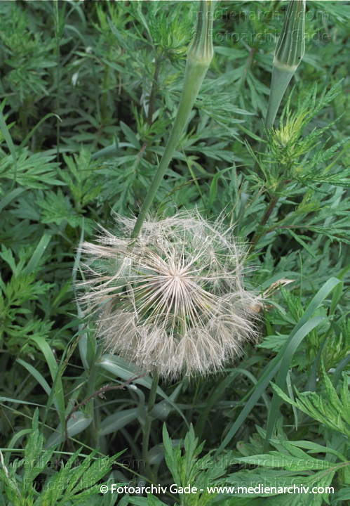 Wiesen-Bocksbart. Tragopogon pratensis
31.  5. 2009. Berlin. Berlin-Mitte. Wedding (Nordufer und Rehberge) Flora. Pflanzen. Blüten. Wiesen-Bocksbart (Tragopogon pratensis)
Schlüsselwörter: 2009;Berlin;Blüte;Flora;Natur;Pflanzen;plants;Tragopogon pratensis;Wiesen-Bocksbart