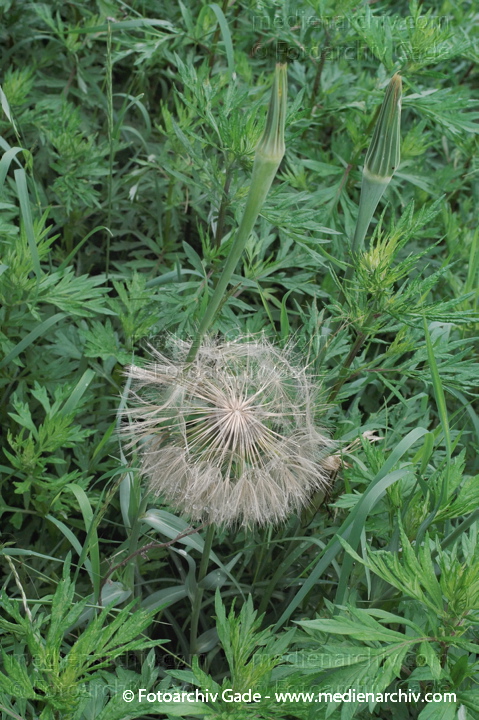 Wiesen-Bocksbart. Tragopogon pratensis
31.  5. 2009. Berlin. Berlin-Mitte. Wedding (Nordufer und Rehberge) Flora. Pflanzen. Blüten. Wiesen-Bocksbart (Tragopogon pratensis)
Schlüsselwörter: 2009;Berlin;Blüte;Flora;Natur;Pflanzen;plants;Tragopogon pratensis;Wiesen-Bocksbart