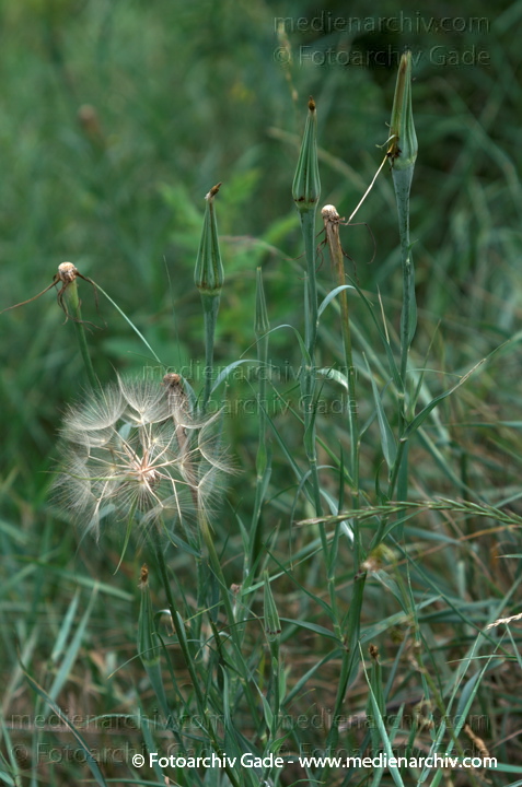 Wiesen-Bocksbart. Tragopogon pratensis
2009.  Berlin. Flora. Pflanzen. Wiesen-Bocksbart (Tragopogon pratensis)
Schlüsselwörter: 2009;Berlin;Flora;Natur;Pflanzen;plants;Tragopogon pratensis;Wedding;Wiesen-Bocksbart