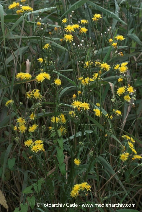 Wiesen-Pippau (Crepis biennis)
19.  7. 2009. Brandenburg. Linum. Flora. Pflanzen. Blüten. Wiesen-Pippau (Crepis biennis)
Schlüsselwörter: 2009;Blüte;Brandenburg;Crepis biennis;Flora;Linum;Natur;Pflanzen;plants;Wiesen-Pippau